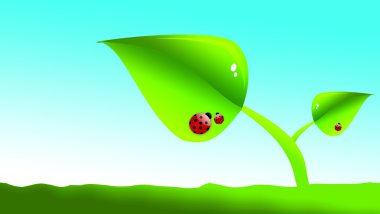yeşil yaprakları üzerinde ladybugs