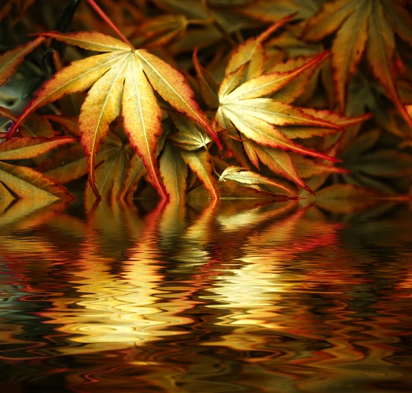 葉の紅葉の背景に ロイヤリティフリーのストック写真