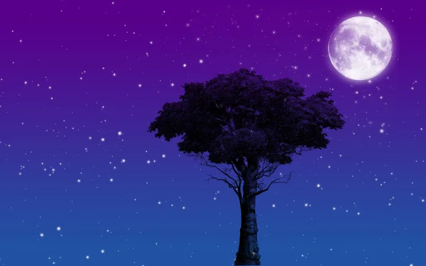 ağaç, gece