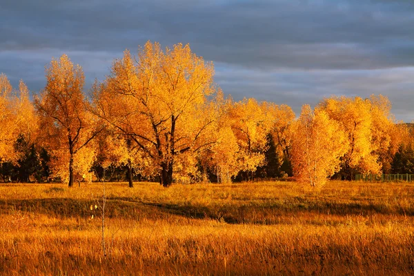 Güzel sonbahar ormanı