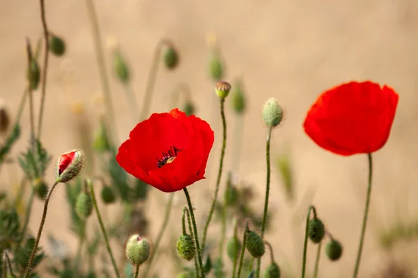 iki kırmızı haşhaş çiçeği