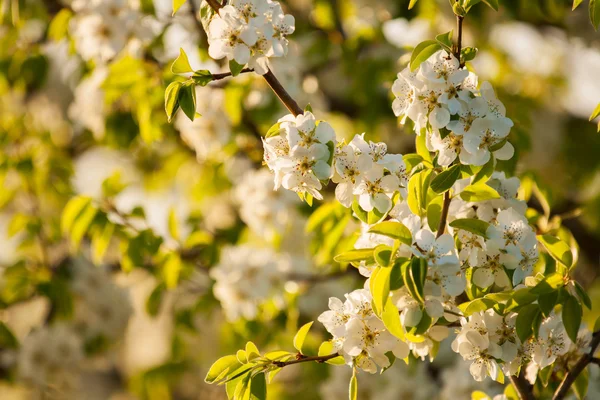 Blossoming branch — Stock Photo, Image