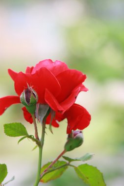 bulanık arka plan üzerinde kırmızı gül