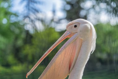 Beyaz pelikanlar yazın yeşil çimlerin üzerinde dinlenirler.