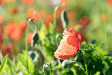 Batan güneşin ışığında haşhaş çayırı yetişiyor. Kırmızı çiçek uzun kavisli bir gövdede tomurcuklanır