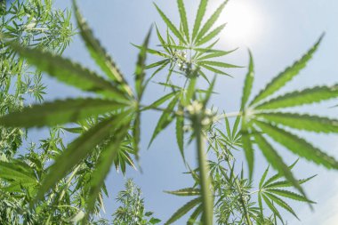 Uyuşturucu bağımlılığı tedavisinde marihuana bitkisinin tıbbi kullanımı ve bitki kavramının kozmetoloji hukuki teması yakın planda. Tıbbi esrar.