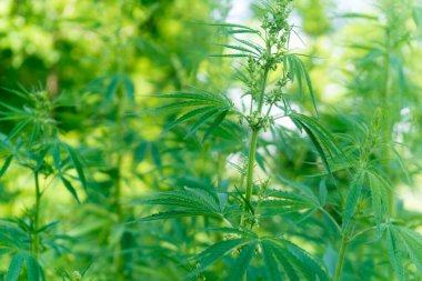 Uyuşturucu bağımlılığı tedavisinde marihuana bitkisinin tıbbi kullanımı ve bitki kavramının kozmetoloji hukuki teması yakın planda. Tıbbi esrar.