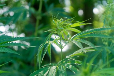 Uyuşturucu bağımlılığı tedavisinde marihuana bitkisinin tıbbi kullanımı ve bitki kavramının kozmetoloji hukuki teması yakın planda. Tıbbi esrar.