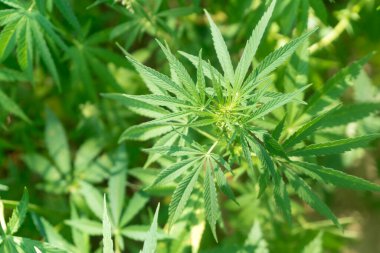 Uyuşturucu bağımlılığı tedavisinde marihuana bitkisinin tıbbi kullanımı ve bitki kavramının kozmetoloji hukuki teması yakın planda. Tıbbi esrar.