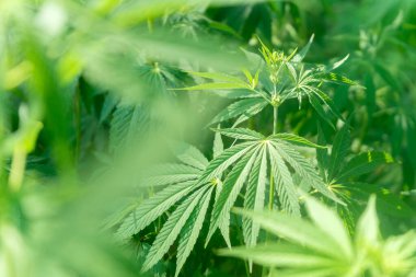 Uyuşturucu bağımlılığı tedavisinde marihuana bitkisinin tıbbi kullanımı ve bitki kavramının kozmetoloji hukuki teması yakın planda. Tıbbi esrar.