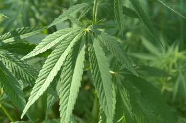 Uyuşturucu bağımlılığı tedavisinde marihuana bitkisinin tıbbi kullanımı ve bitki kavramının kozmetoloji hukuki teması yakın planda. Tıbbi esrar.