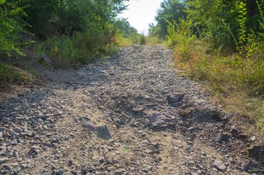 Uzak ağaçlarla kurak arazide toprak yol ve güneş ışığıyla yeşillik.