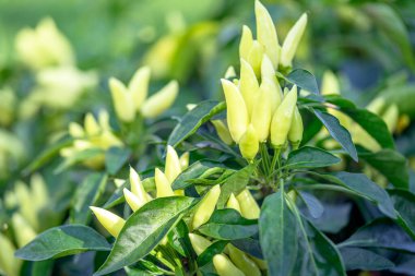 Acı biberli sebze çalısı. Olgun meyvelerin kırmızı hasadı. Yıllık Capsicum meyveleri. Bir serada biber yetiştirmek. Organik tarım