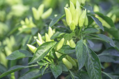 Acı biberli sebze çalısı. Olgun meyvelerin kırmızı hasadı. Yıllık Capsicum meyveleri. Bir serada biber yetiştirmek. Organik tarım