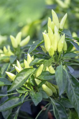 Acı biberli sebze çalısı. Olgun meyvelerin kırmızı hasadı. Yıllık Capsicum meyveleri. Bir serada biber yetiştirmek. Organik tarım