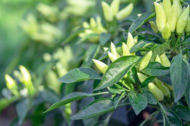 Acı biberli sebze çalısı. Olgun meyvelerin kırmızı hasadı. Yıllık Capsicum meyveleri. Bir serada biber yetiştirmek. Organik tarım