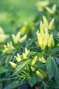 Acı biberli sebze çalısı. Olgun meyvelerin kırmızı hasadı. Yıllık Capsicum meyveleri. Bir serada biber yetiştirmek. Organik tarım