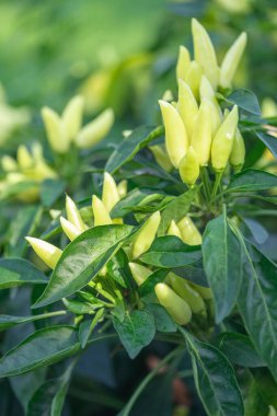 Acı biberli sebze çalısı. Olgun meyvelerin kırmızı hasadı. Yıllık Capsicum meyveleri. Bir serada biber yetiştirmek. Organik tarım