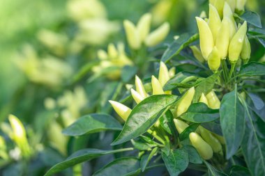 Acı biberli sebze çalısı. Olgun meyvelerin kırmızı hasadı. Yıllık Capsicum meyveleri. Bir serada biber yetiştirmek. Organik tarım