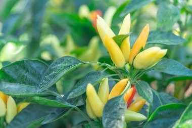 Acı biberli sebze çalısı. Olgun meyvelerin kırmızı hasadı. Yıllık Capsicum meyveleri. Bir serada biber yetiştirmek. Organik tarım