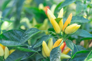 Acı biberli sebze çalısı. Olgun meyvelerin kırmızı hasadı. Yıllık Capsicum meyveleri. Bir serada biber yetiştirmek. Organik tarım