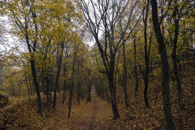 Sarı ağaçlar ve güneşli güzel sonbahar manzarası. Parkta renkli yapraklar var. Düşen yapraklar doğal arkaplan