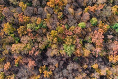 Sarı ağaçlar ve güneşli güzel sonbahar manzarası. Parkta renkli yapraklar var. Düşen yapraklar doğal arkaplan