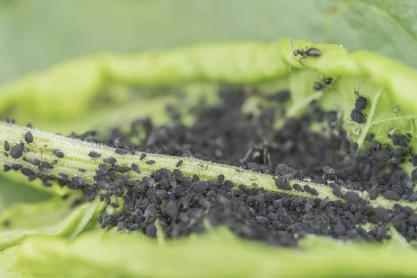 Befallene Blattlausblätter Pflanzenschutz Und Blattlausbekämpfung — Stockfoto