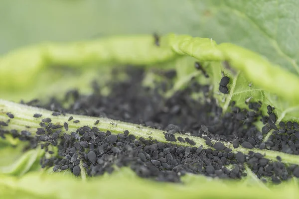 Affected Leaf Aphid Plant Crop Handling Aphid Control — Stock Photo, Image