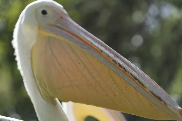 Pelícanos Blancos Descansan Sobre Hierba Verde Verano — Foto de Stock