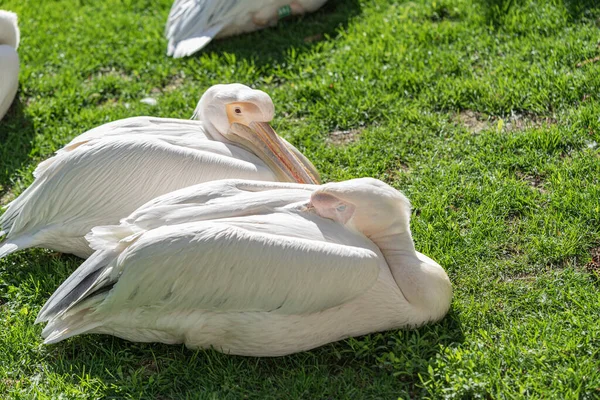 Pelícanos Blancos Descansan Sobre Hierba Verde Verano — Foto de Stock