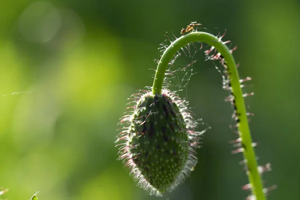 Growing Poppy Meadow Light Setting Sun Red Flower Buds Long — ストック写真