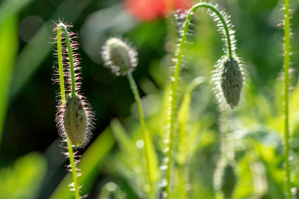 Batan güneşin ışığında haşhaş çayırı yetişiyor. Kırmızı çiçek uzun kavisli bir gövdede tomurcuklanır