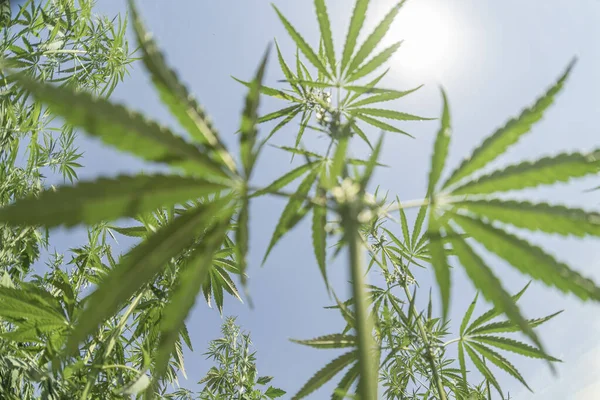 Uyuşturucu bağımlılığı tedavisinde marihuana bitkisinin tıbbi kullanımı ve bitki kavramının kozmetoloji hukuki teması yakın planda. Tıbbi esrar.
