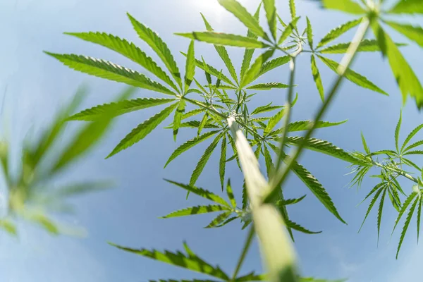 Usage Médical Plante Marijuana Dans Traitement Toxicomanie Cosmétologie Thème Juridique — Photo