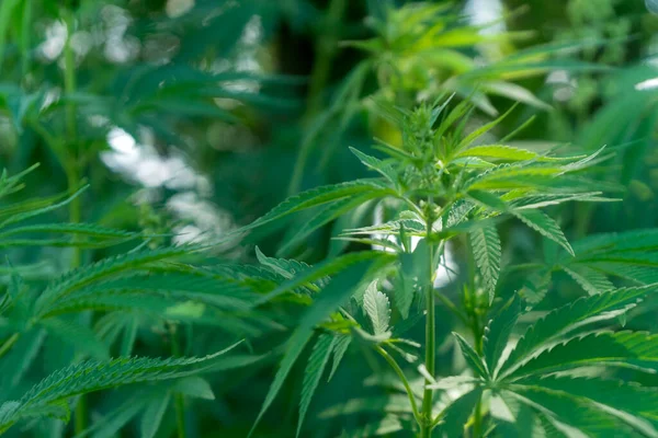 Usage Médical Plante Marijuana Dans Traitement Toxicomanie Cosmétologie Thème Juridique — Photo