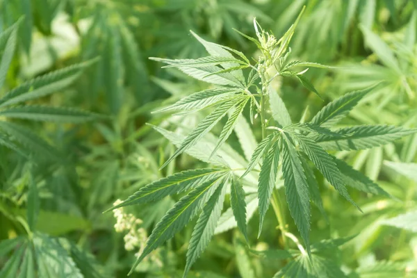 Uyuşturucu bağımlılığı tedavisinde marihuana bitkisinin tıbbi kullanımı ve bitki kavramının kozmetoloji hukuki teması yakın planda. Tıbbi esrar.