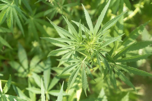 Uyuşturucu bağımlılığı tedavisinde marihuana bitkisinin tıbbi kullanımı ve bitki kavramının kozmetoloji hukuki teması yakın planda. Tıbbi esrar.