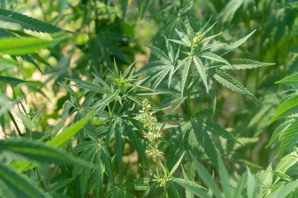 Uyuşturucu bağımlılığı tedavisinde marihuana bitkisinin tıbbi kullanımı ve bitki kavramının kozmetoloji hukuki teması yakın planda. Tıbbi esrar.