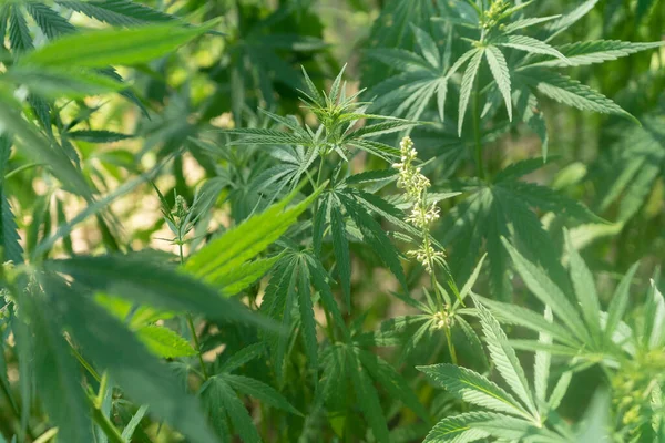 Uyuşturucu bağımlılığı tedavisinde marihuana bitkisinin tıbbi kullanımı ve bitki kavramının kozmetoloji hukuki teması yakın planda. Tıbbi esrar.