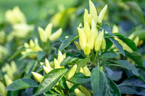 Acı biberli sebze çalısı. Olgun meyvelerin kırmızı hasadı. Yıllık Capsicum meyveleri. Bir serada biber yetiştirmek. Organik tarım
