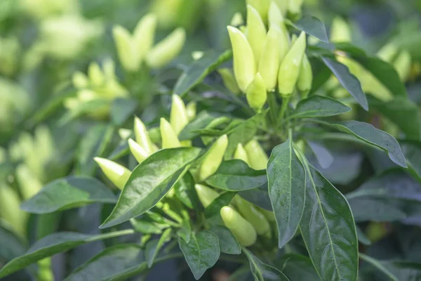 Acı biberli sebze çalısı. Olgun meyvelerin kırmızı hasadı. Yıllık Capsicum meyveleri. Bir serada biber yetiştirmek. Organik tarım