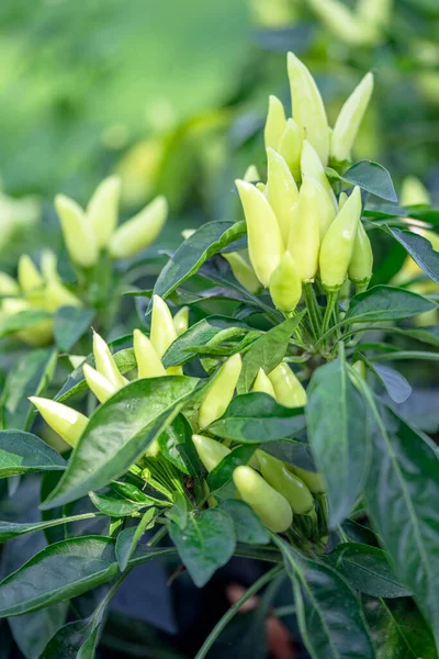 Acı biberli sebze çalısı. Olgun meyvelerin kırmızı hasadı. Yıllık Capsicum meyveleri. Bir serada biber yetiştirmek. Organik tarım