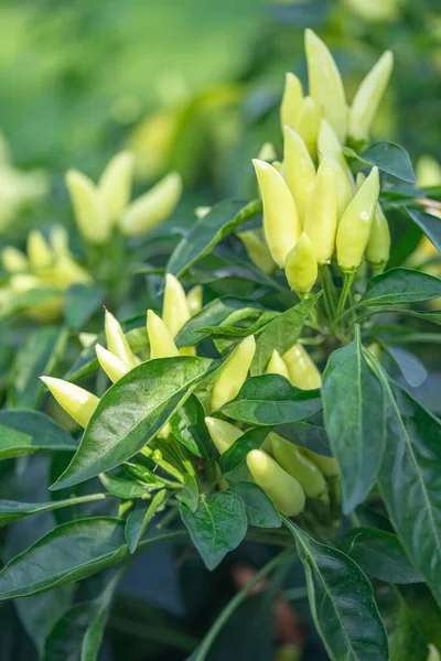 Acı biberli sebze çalısı. Olgun meyvelerin kırmızı hasadı. Yıllık Capsicum meyveleri. Bir serada biber yetiştirmek. Organik tarım