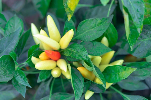 Heißer Chili Gemüsebusch Rote Ernte Reifer Früchte Capsicum Annuum Früchte — Stockfoto