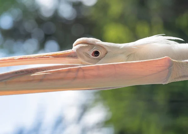 Pélicans Blancs Reposent Sur Herbe Verte Été — Photo