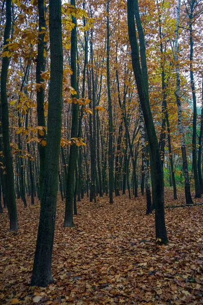 Gyönyörű Őszi Táj Sárga Fákkal Napsütéssel Színes Lombozat Parkban Lehulló — Stock Fotó