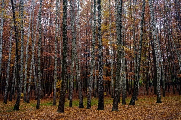 Herfst Landschap Met Berkenbos Gouden Gebladerte — Stockfoto