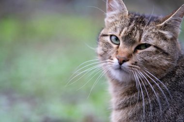 Çizgili gri bir kedinin portresi, yakın plan, seçici odaklanma. Ciddi gri kedi kameraya bakar. Evcil hayvanlar uzayı taklit eder. Yeşil gözler.
