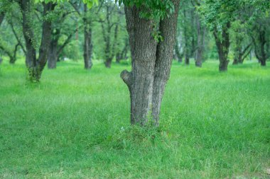 Elma bahçesindeki bir açıklıkta birkaç sıra ekilmiş organik elma ağaçları